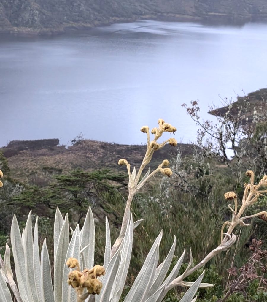 Páramo andin pour choisir quand partir en Colombie